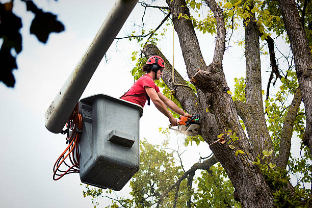 Trusted Wautoma, WI Tree Removal Experts